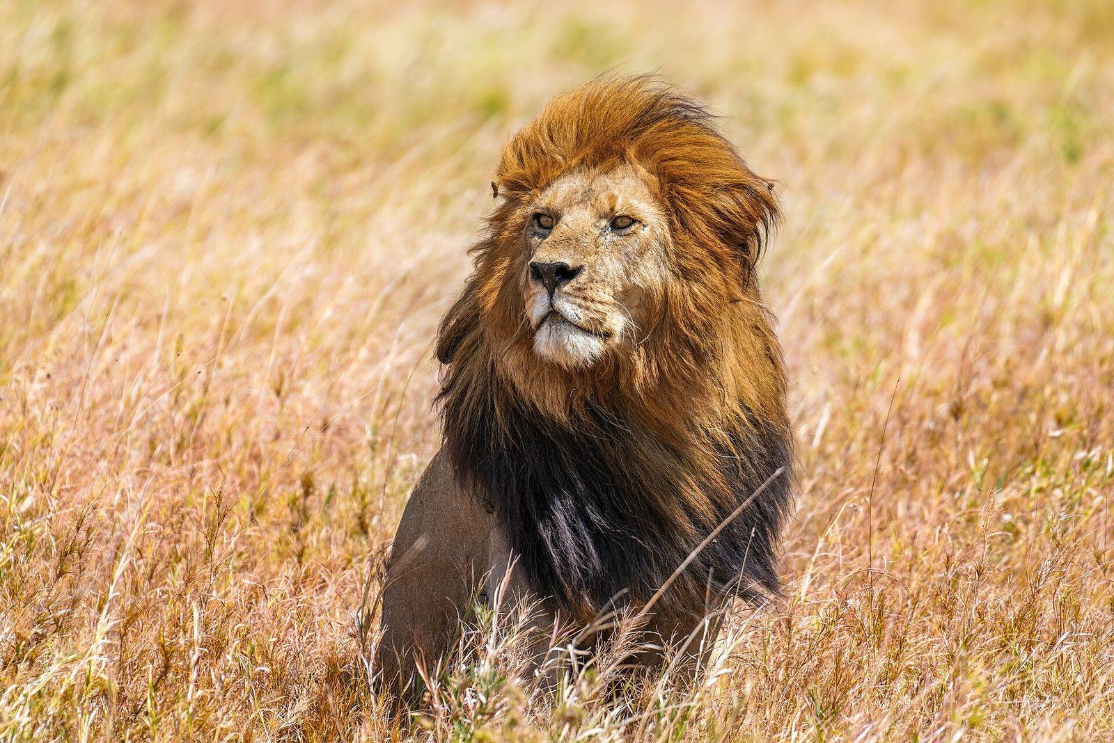 002 The lion king Snyggve in the Serengeti National Park Photo by Giles Laurent