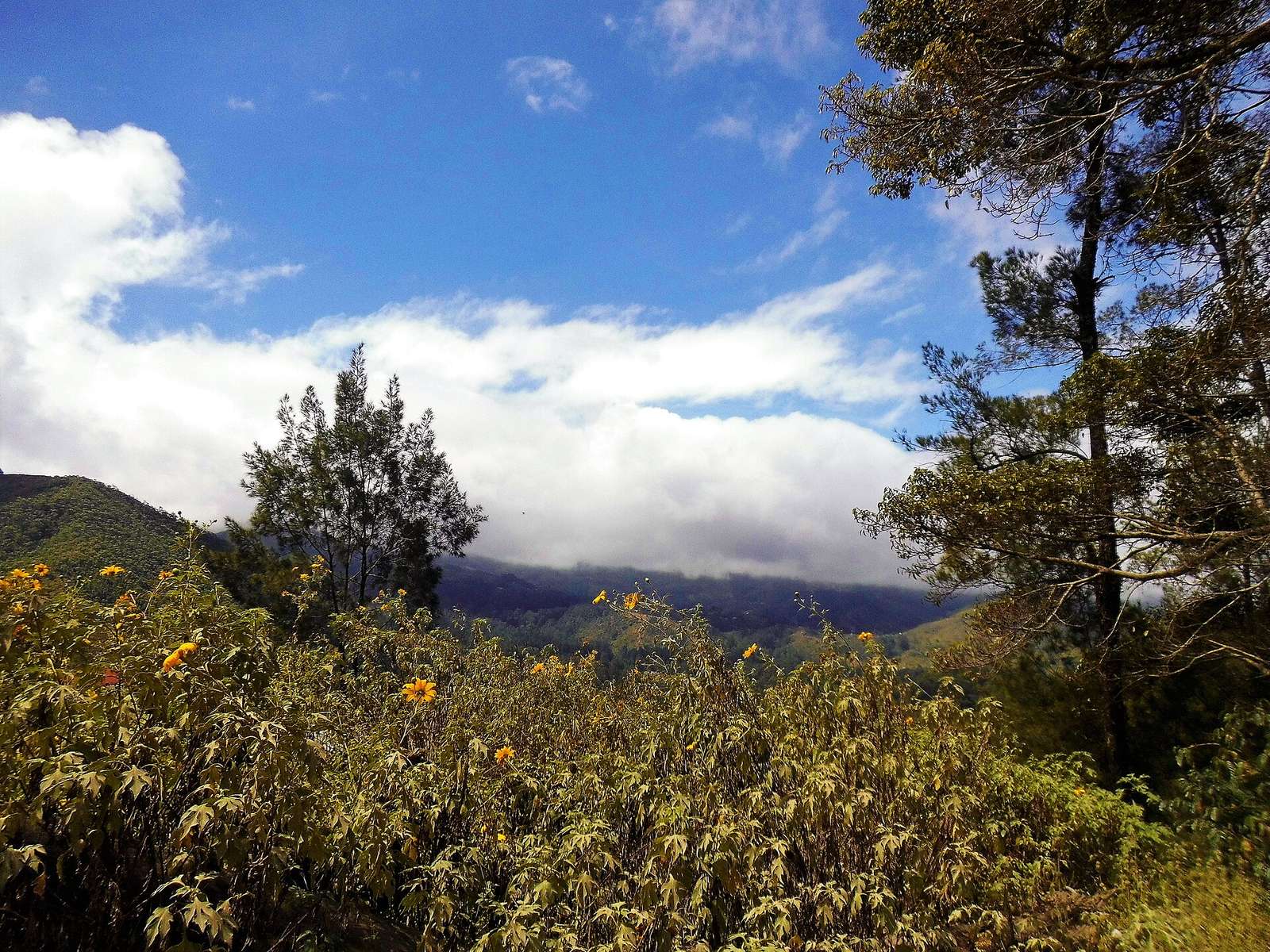 DSCI2985 Area of Maubisse
