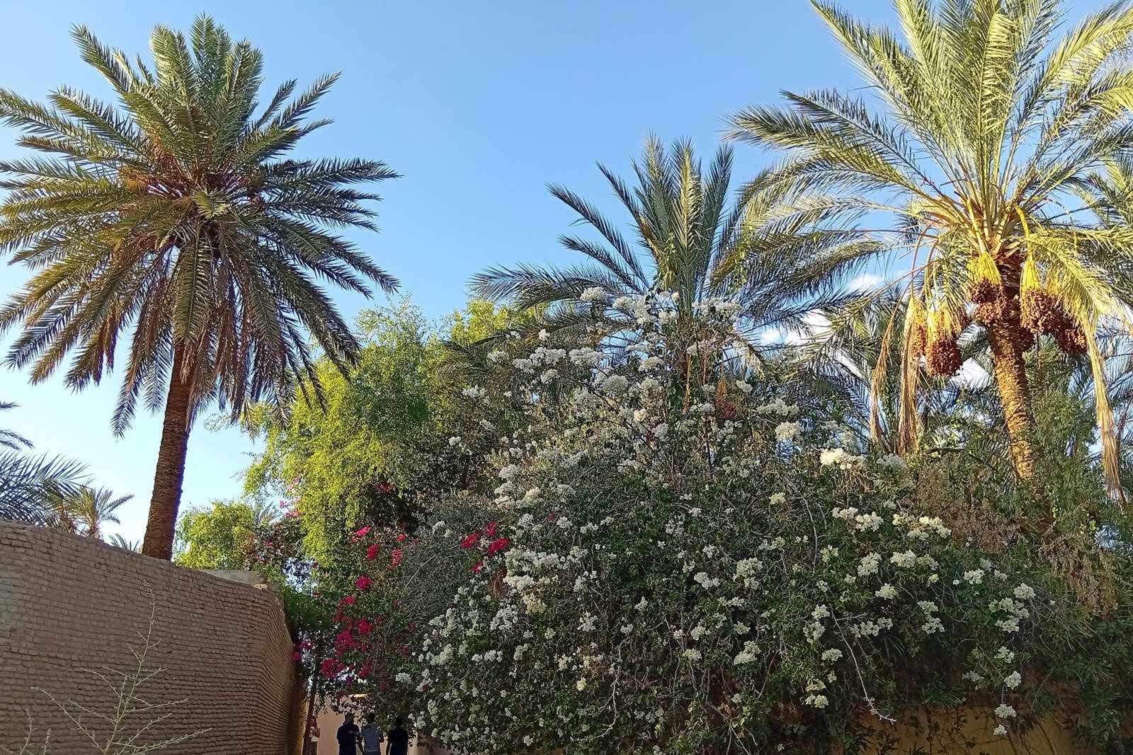 Inside Tozeur Oasis 03