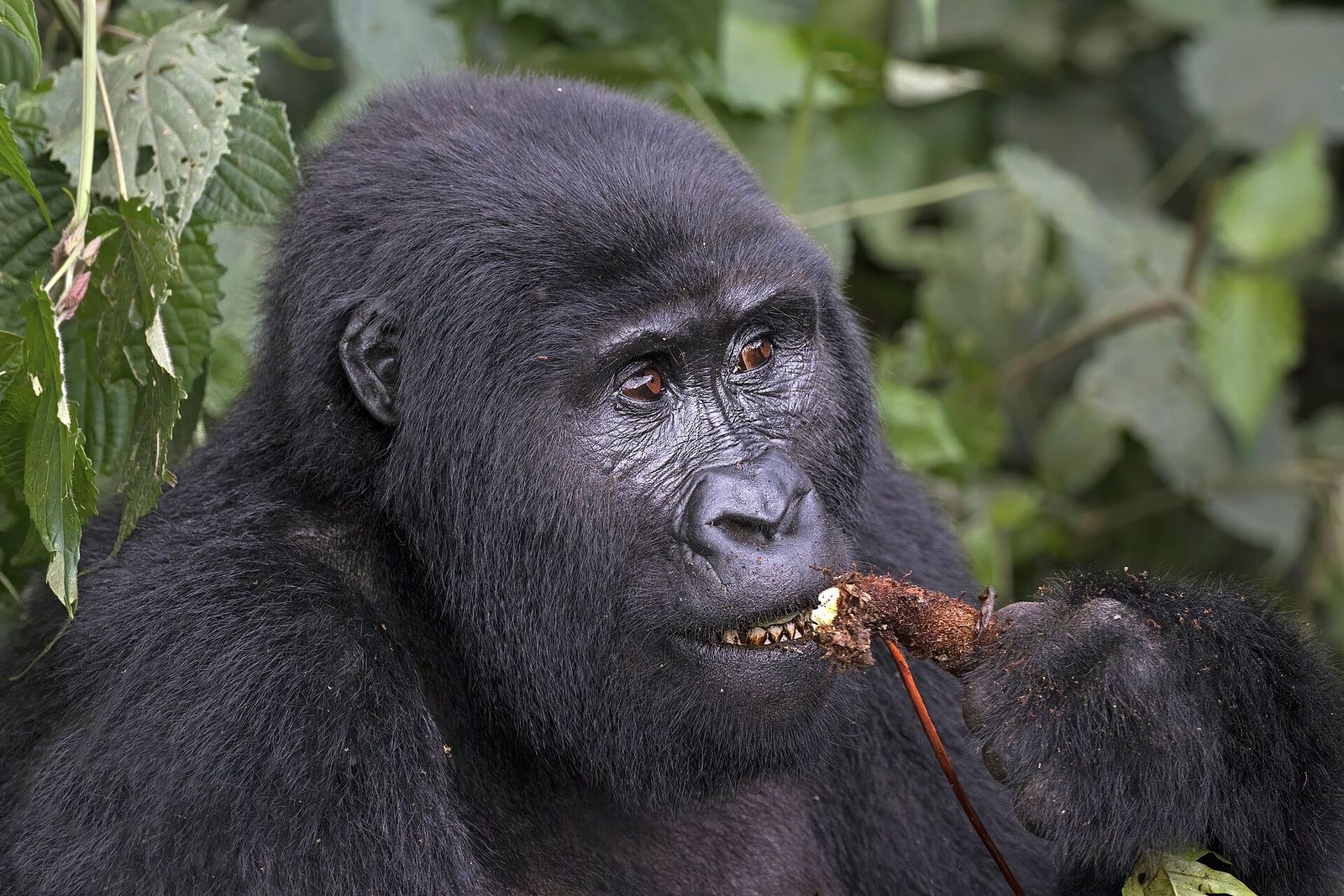 Mountain gorilla (Gorilla beringei beringei) female eating root
