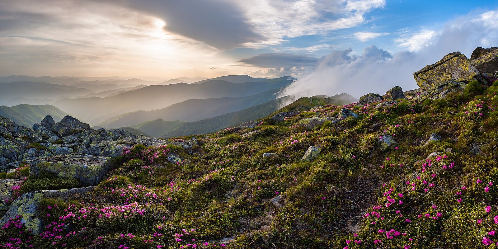 Carpathians, Pip Ivan, Black mountain, rhododendrons