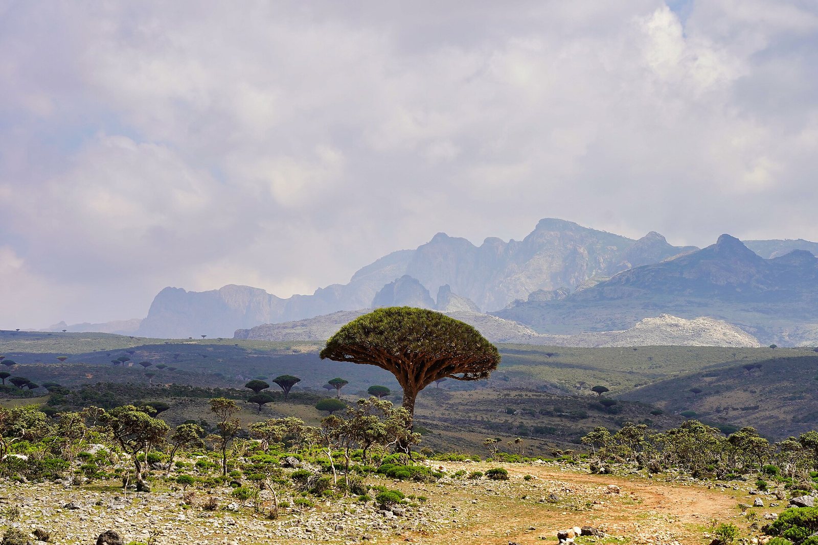 Dragonblood tree in Socotra 1